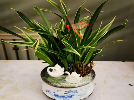 綠植租賃